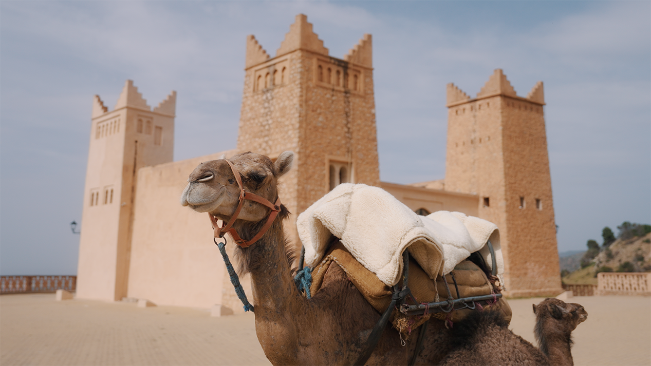 A camel carrying wool blankets stands in front of a traditional desert fortress with sandy-colored walls and tall towers, under a bright blue sky.