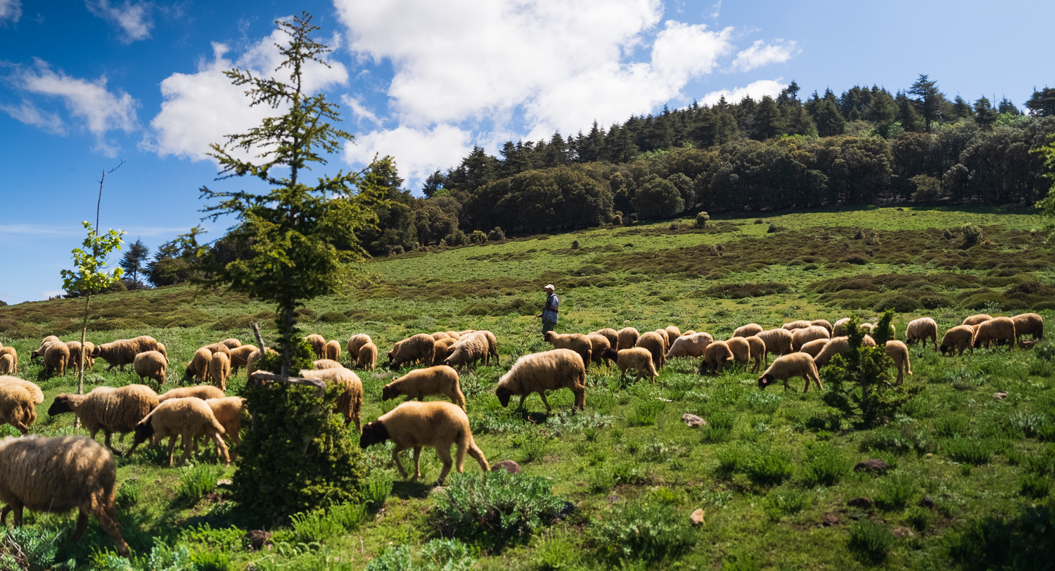 Sheep grazing on a green hillside under a clear blue sky, symbolizing the natural source of wool for Barbary Wool rugs.