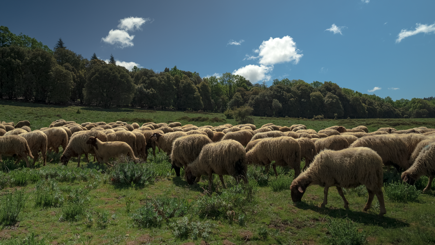 Sheep grazing on a green hillside under a clear blue sky, symbolizing the natural source of wool for Barbary Wool rugs.