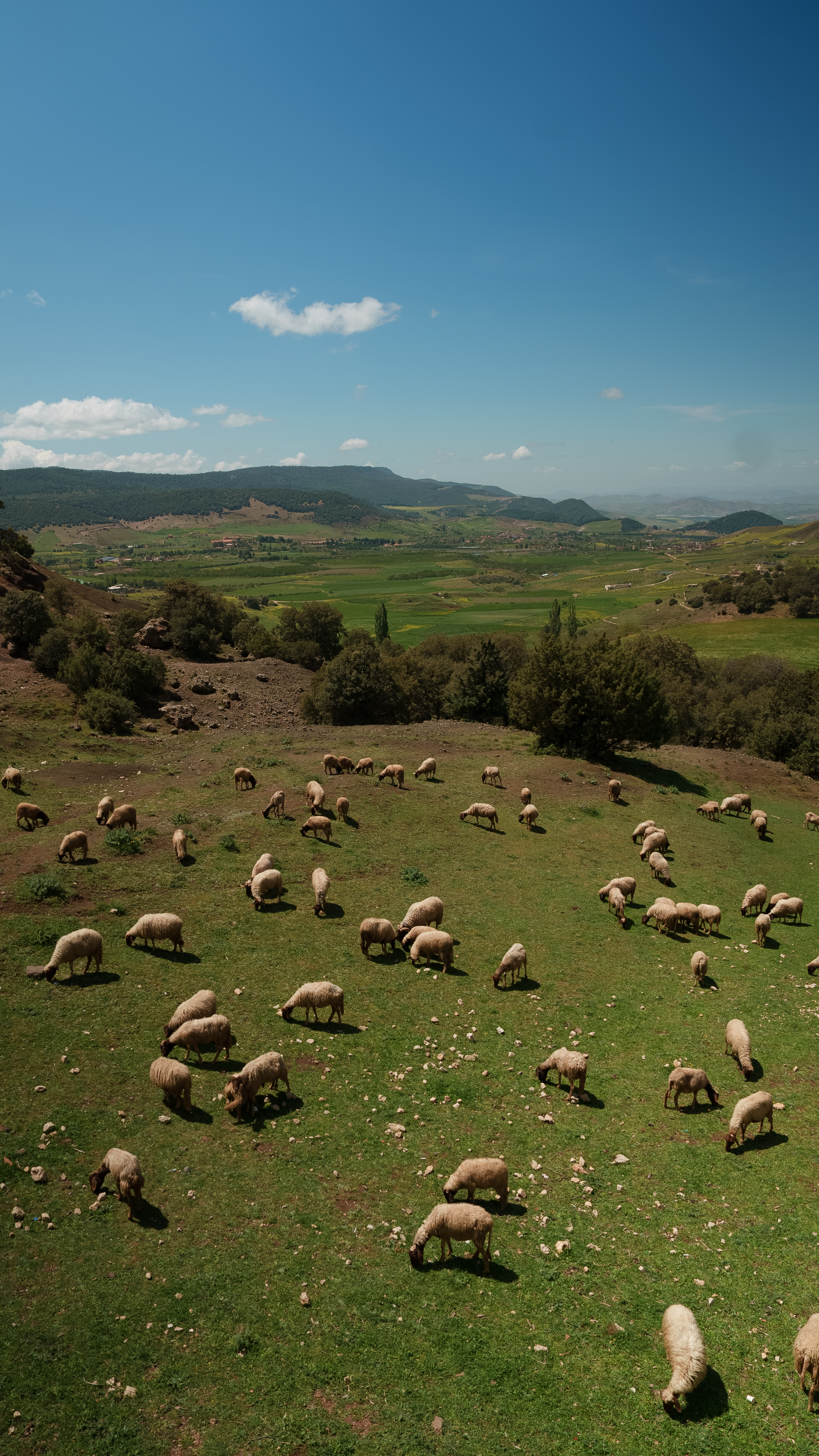 A scenic view of a lush green pasture under a clear blue sky, with a flock of sheep grazing peacefully in a countryside landscape surrounded by rolling hills and sparse trees.